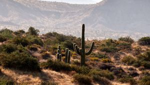 Preview wallpaper cactus, bushes, prairie, hills, distance