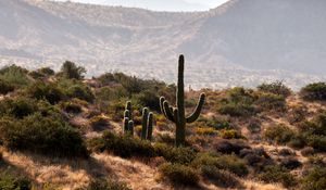 Preview wallpaper cactus, bushes, prairie, hills, distance