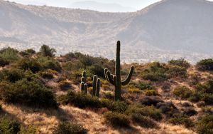 Preview wallpaper cactus, bushes, prairie, hills, distance