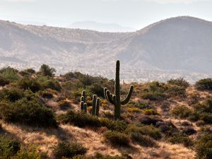 Preview wallpaper cactus, bushes, prairie, hills, distance