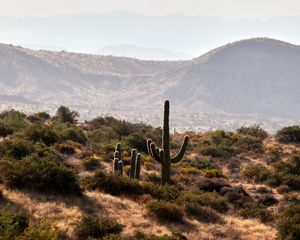 Preview wallpaper cactus, bushes, prairie, hills, distance