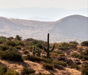 Preview wallpaper cactus, bushes, prairie, hills, distance