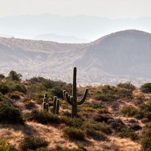 Preview wallpaper cactus, bushes, prairie, hills, distance