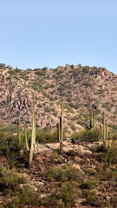 Preview wallpaper cactus, bushes, prairie, hill