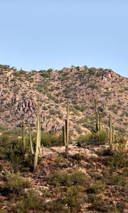 Preview wallpaper cactus, bushes, prairie, hill