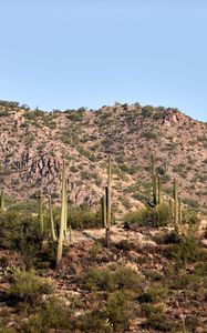 Preview wallpaper cactus, bushes, prairie, hill