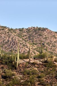 Preview wallpaper cactus, bushes, prairie, hill