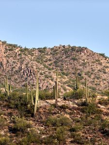 Preview wallpaper cactus, bushes, prairie, hill