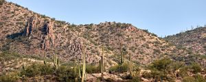 Preview wallpaper cactus, bushes, prairie, hill