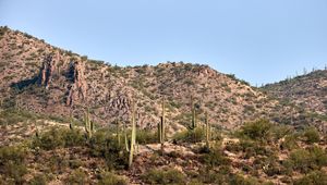 Preview wallpaper cactus, bushes, prairie, hill