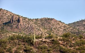 Preview wallpaper cactus, bushes, prairie, hill