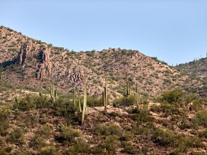 Preview wallpaper cactus, bushes, prairie, hill