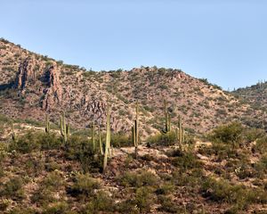 Preview wallpaper cactus, bushes, prairie, hill