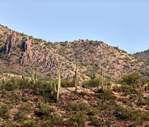 Preview wallpaper cactus, bushes, prairie, hill