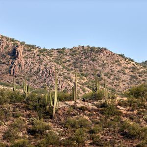 Preview wallpaper cactus, bushes, prairie, hill