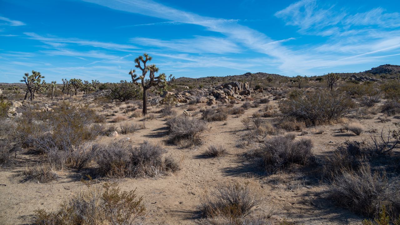 Wallpaper cactus, bushes, sand, nature