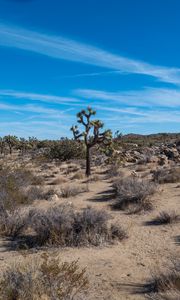 Preview wallpaper cactus, bushes, sand, nature