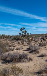Preview wallpaper cactus, bushes, sand, nature