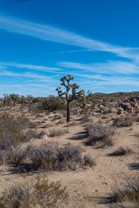 Preview wallpaper cactus, bushes, sand, nature