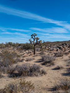 Preview wallpaper cactus, bushes, sand, nature