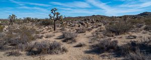 Preview wallpaper cactus, bushes, sand, nature