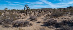 Preview wallpaper cactus, bushes, sand, nature