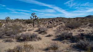 Preview wallpaper cactus, bushes, sand, nature