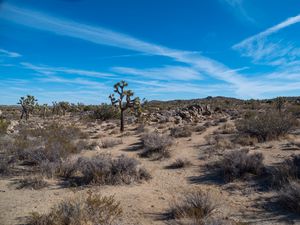 Preview wallpaper cactus, bushes, sand, nature