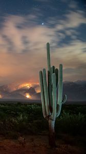 Preview wallpaper cactus, bushes, starry sky, mountains