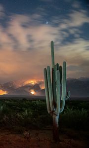 Preview wallpaper cactus, bushes, starry sky, mountains