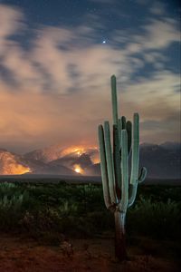 Preview wallpaper cactus, bushes, starry sky, mountains