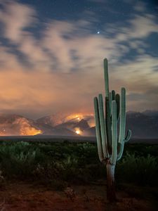 Preview wallpaper cactus, bushes, starry sky, mountains