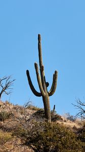 Preview wallpaper cactus, bushes, trees, mountain, nature