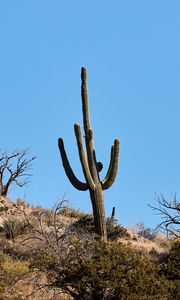 Preview wallpaper cactus, bushes, trees, mountain, nature