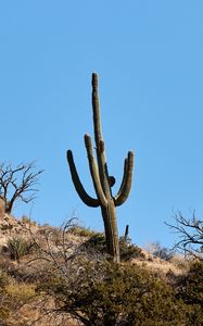 Preview wallpaper cactus, bushes, trees, mountain, nature