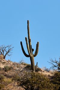 Preview wallpaper cactus, bushes, trees, mountain, nature