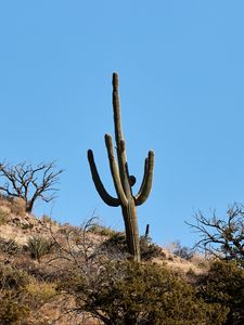 Preview wallpaper cactus, bushes, trees, mountain, nature