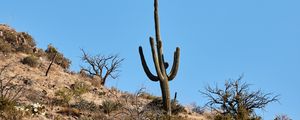 Preview wallpaper cactus, bushes, trees, mountain, nature