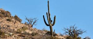 Preview wallpaper cactus, bushes, trees, mountain, nature