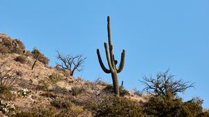 Preview wallpaper cactus, bushes, trees, mountain, nature