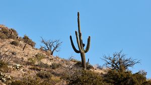 Preview wallpaper cactus, bushes, trees, mountain, nature