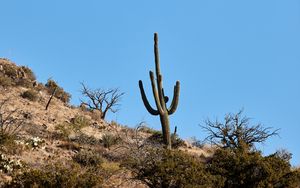 Preview wallpaper cactus, bushes, trees, mountain, nature