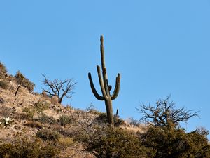 Preview wallpaper cactus, bushes, trees, mountain, nature