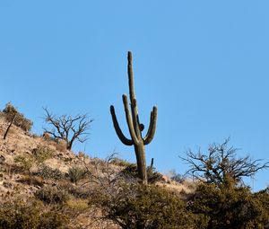 Preview wallpaper cactus, bushes, trees, mountain, nature