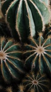 Preview wallpaper cactus, cacti, needles, plant, houseplant