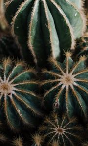 Preview wallpaper cactus, cacti, needles, plant, houseplant