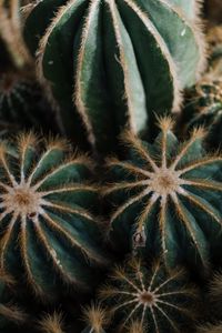 Preview wallpaper cactus, cacti, needles, plant, houseplant