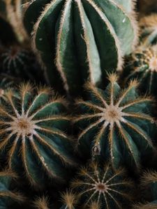 Preview wallpaper cactus, cacti, needles, plant, houseplant