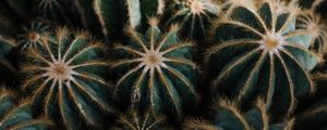 Preview wallpaper cactus, cacti, needles, plant, houseplant