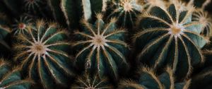 Preview wallpaper cactus, cacti, needles, plant, houseplant